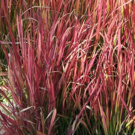 Imperata cylindrica RED BARON