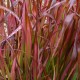 Imperata cylindrica RED BARON