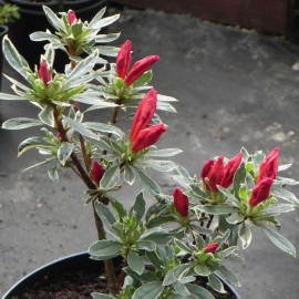 Rhododendron HOT SHOT VARIEGATED