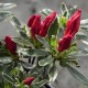 Rhododendron HOT SHOT VARIEGATED