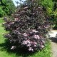 Sambucus nigra BLACK BEAUTY