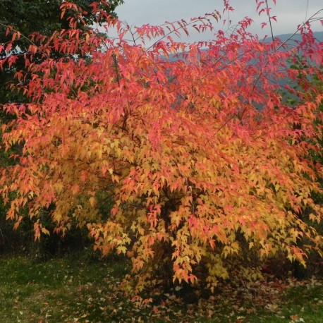 Acer ginnala