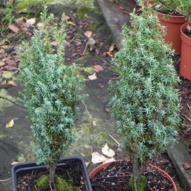 Juniperus communis COMPRESSA