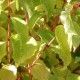 Cornus sanguinea MIDWINTER FIRE