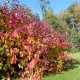 Cornus sanguinea MIDWINTER FIRE