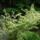 Symphoricarpos  orbiculatus VARIEGATA