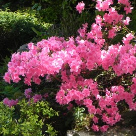 Rhododendron jap. 