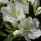 Rhododendron  obtusum SCHNEEPERLE