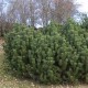 Pinus mugo  