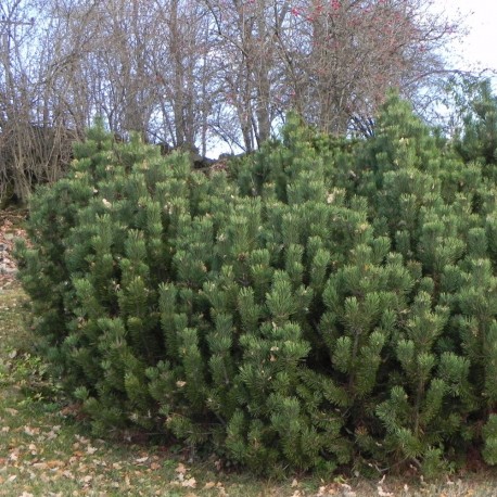 Pinus mugo  