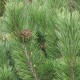 Pinus mugo  