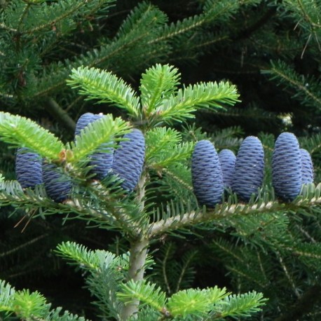 Abies  koreana