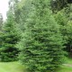 Abies  koreana