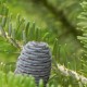 Abies  koreana