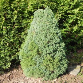 Picea glauca BLUE SANDERS