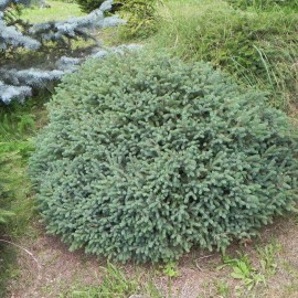 Picea mariana NANA