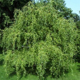 Salix x Erythroflexuosa