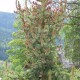 Picea  omorika