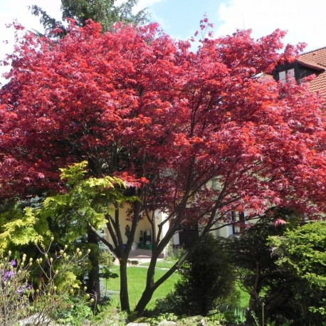 Acer palmatum ATROPURPUREUM