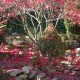 Acer palmatum ATROPURPUREUM