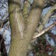 Acer palmatum ATROPURPUREUM