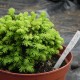 Picea abies WB JANA