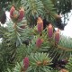 Picea  omorika