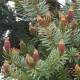 Picea  omorika