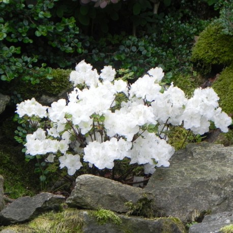 Rhododendron  obtusum SCHNEEPERLE