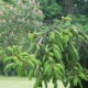 Picea abies INVERSA