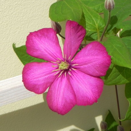 Clematis VILLE DE LYON