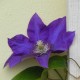 Clematis PRESIDENT