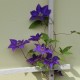 Clematis PRESIDENT