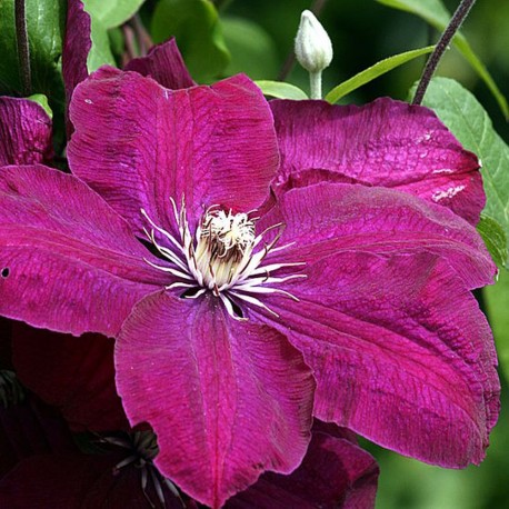 Clematis ROUGE CARDINAL