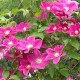 Clematis ERNEST MARKHAN