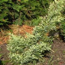 Juniperus squamata HOLGER