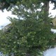 Ilex crenata CONVEXA