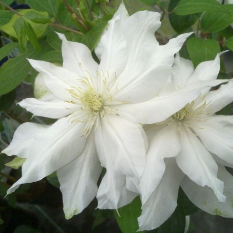 Clematis MOON LIGHT