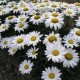 Chrysantheum leucantheum