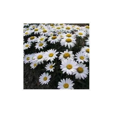 Chrysantheum leucantheum
