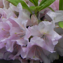 Rhododendron ROBERT SELEGER