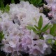 Rhododendron ROBERT SELEGER