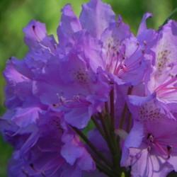 Rhododendron hybridum
