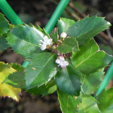 Ilex aquifolium