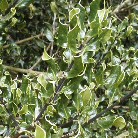 Ilex aquifolium CRISPA