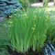 Iris pseudacorus