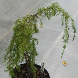 Juniperus communis HORSTMANN