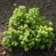 Abies  koreana TUNDRA