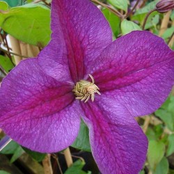 Clematis  STAR OF INDIA