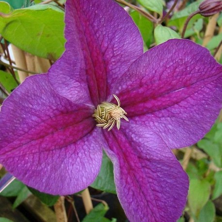 Clematis  STAR OF INDIA
